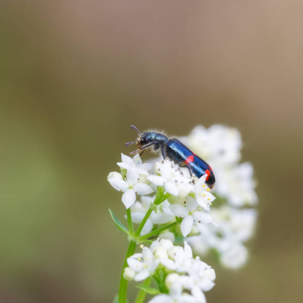 istock Red-blue beetle on white flowers 1331110728
