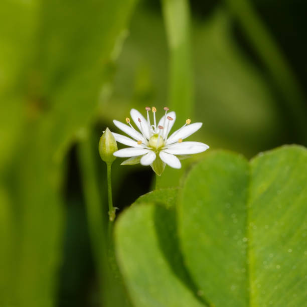 istock Woodlice flower and bud 1331110819