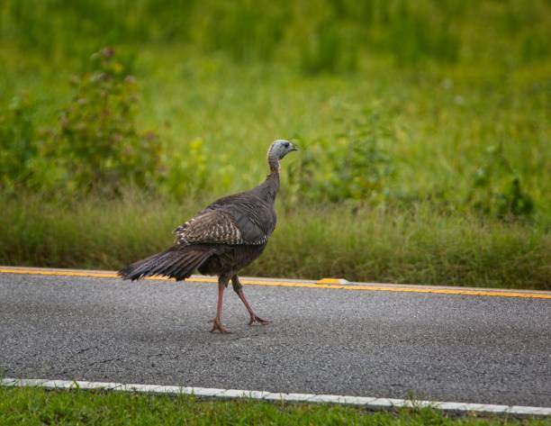 istock Crossing the road 1331111415