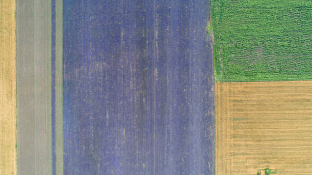 istock Top down view of fields with various types of agriculture. Beautiful lavender fields. 1331111677