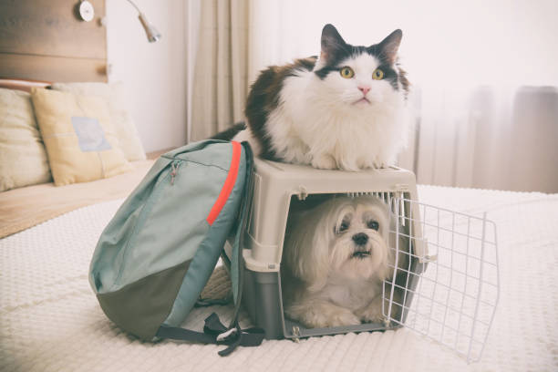 istock Dog in carrier with cat 1331112170