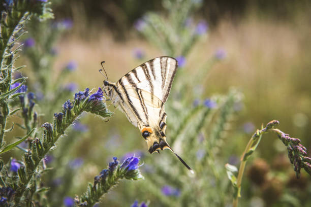 istock Scarce swallowtail butterfly 1331112261