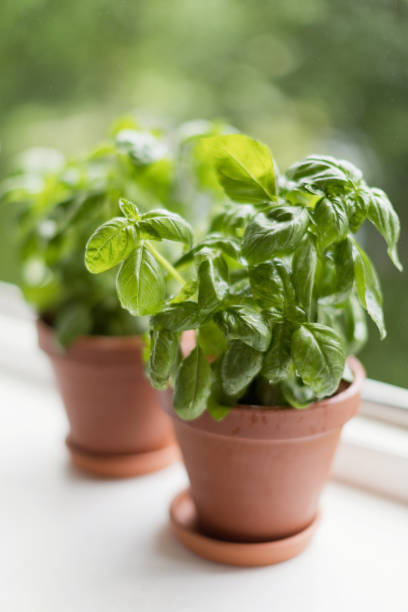 istock Fresh plant basil in clay pot 1331112986