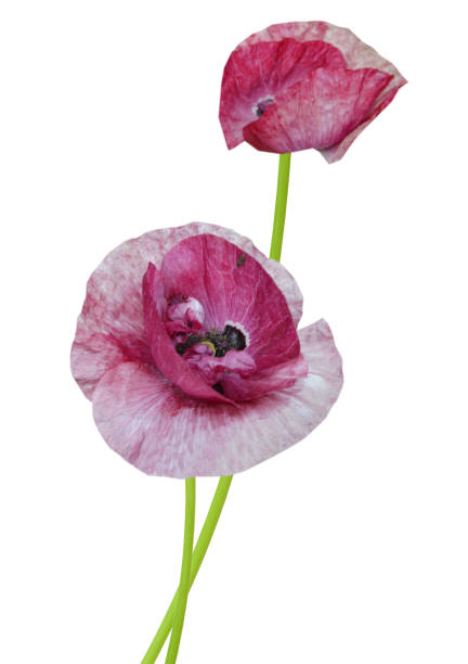 istock Poppy flower branches on white 1331113046