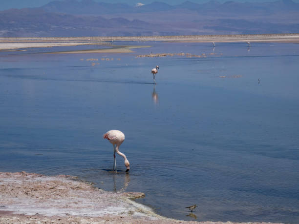 istock Atacama Desert Salt Flats 1331113087