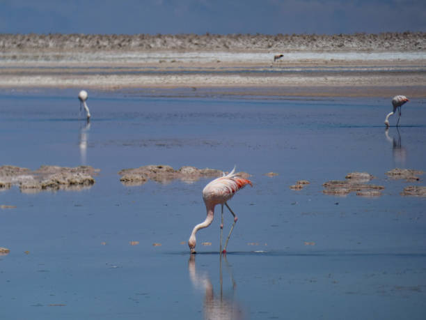 istock Atacama Desert Salt Flats 1331113139