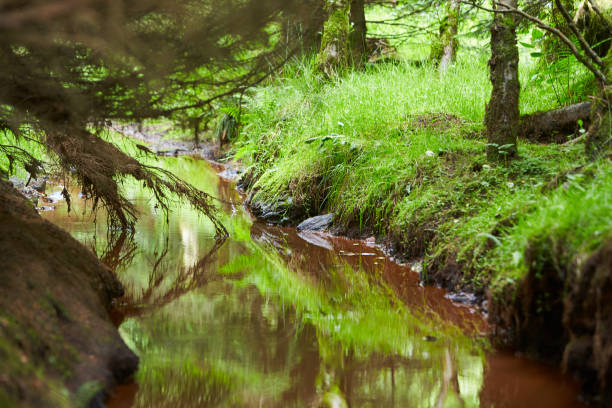 istock Idyllic river landscape with greenery. Mysteries forest. Green landscape 1331113196