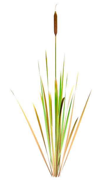 istock 3D illustration bulrush plant on white 1331113208