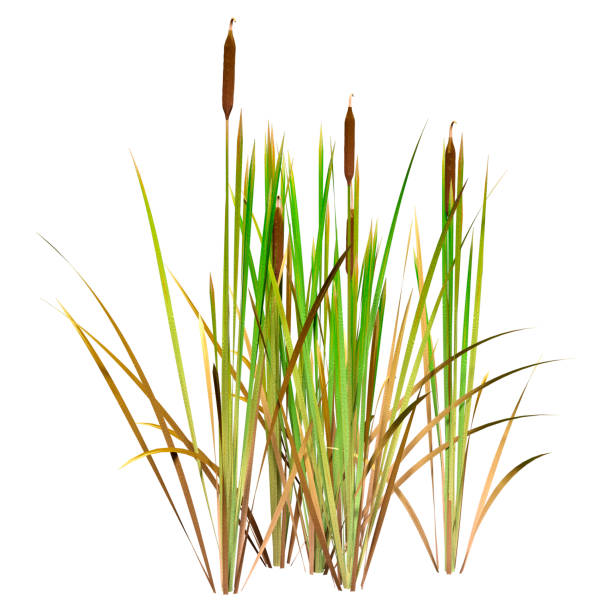 3D illustration bulrush plants on white 3D rendering of bulrush plants isolated on white background sedge stock pictures, royalty-free photos & images