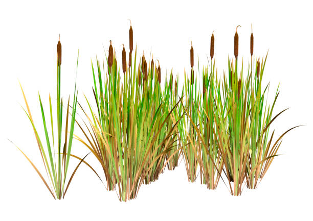 istock 3D illustration bulrush plants on white 1331113369