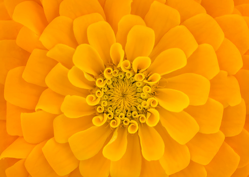 Close up macro shot of a yellow flower. Close up macro photography of a flower