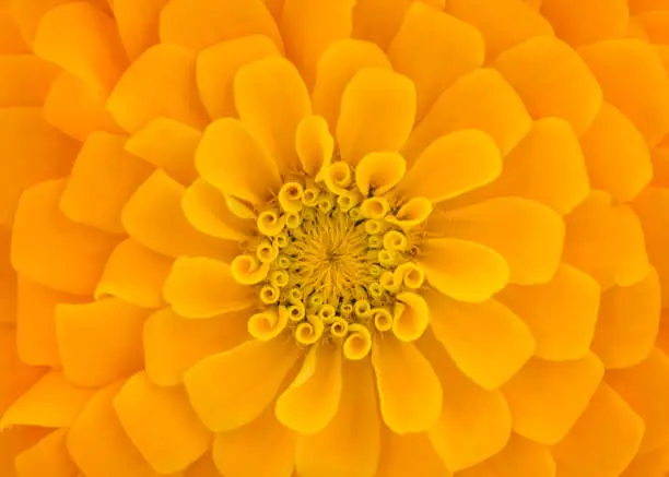 Photo of Close up macro shot of a yellow flower. Close up macro photography of a flower