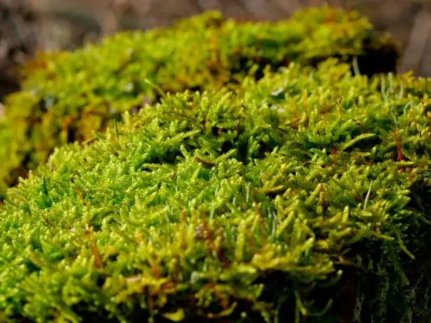 Green moss in close-up