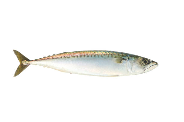 istock One fresh mackerel isolated on white background. Fish raw 1331114199
