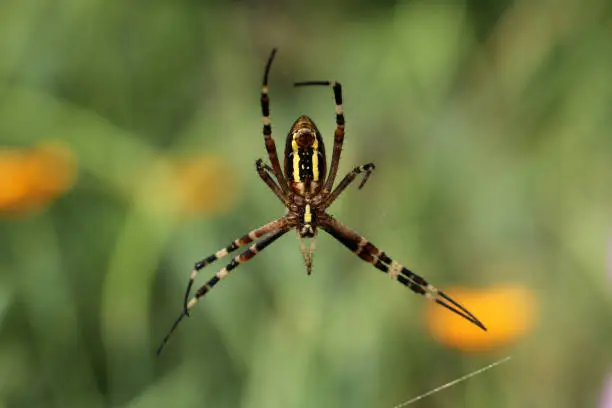 Female spider Argiope Bruennichi, or the wasp-spider on her spiderweb. Blurred background.