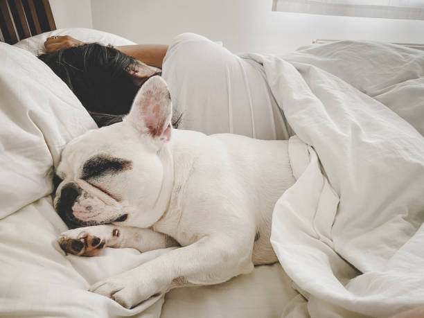 mujer durmiendo con perro en la cama - sheet sleeping women bed fotografías e imágenes de stock