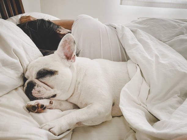 donna che dorme con il cane a letto - sheet women bed sleeping foto e immagini stock