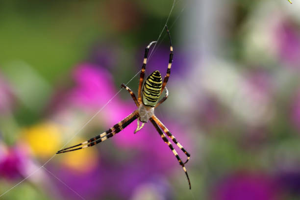 istock Female spider Argiope Bruennichi, or the wasp-spider on her spiderweb. 1331114385