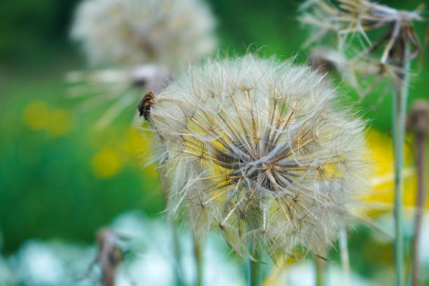 istock A blowball of a meadow salsify blossom 1331114789