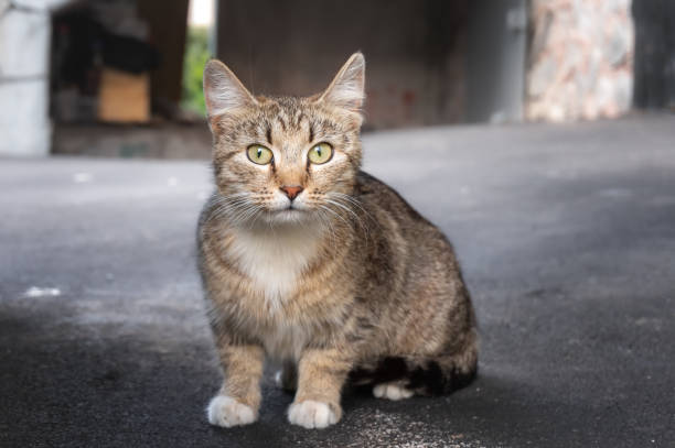 istock Homeless tabby cat at the street 1331116093