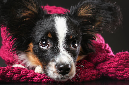 Close up portrait of cute upset puppy of papillon dog wrapped in scarf lying down against black background