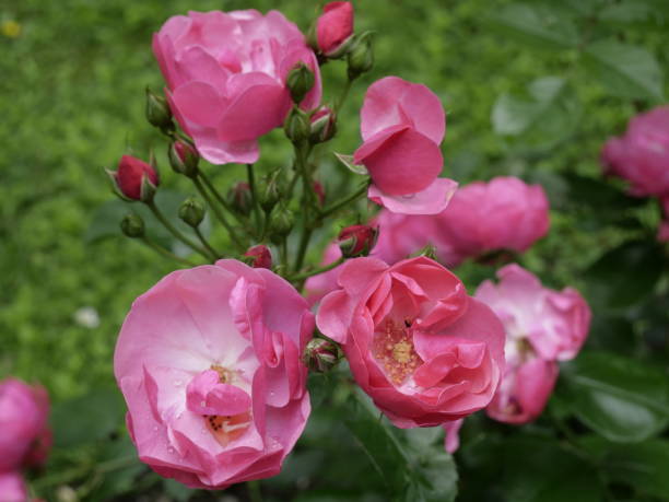 istock Pink rose wet from the rain 1331116341