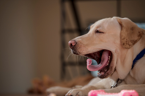 Close up Portrait of a brown - yellow labrador dog looking side of the camera and yawning with tooth and tongue visible with isolated background.