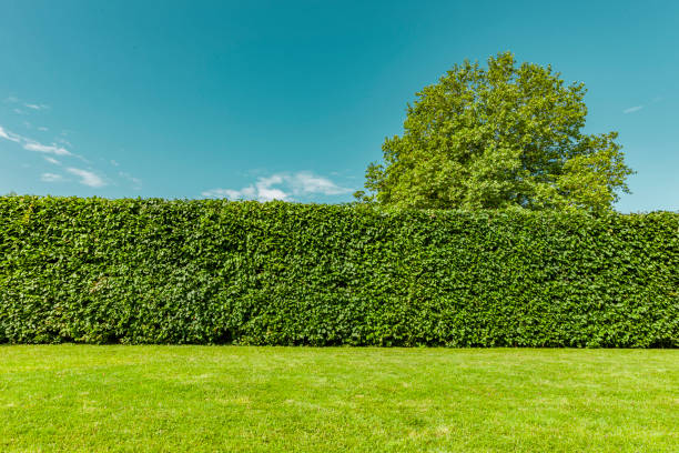 Beech hedge Beech hedge after a hedge trimming in summer hedge stock pictures, royalty-free photos & images