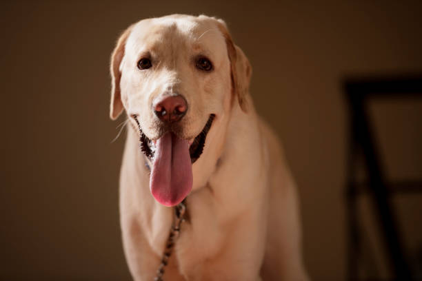 close up portrait of a brown - yellow labrador dog and looking stright at the camera with toung out and  isolated background. - toung imagens e fotografias de stock