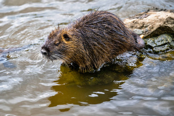 nutria jovem na pedra na água. - nutria rodent beaver water - fotografias e filmes do acervo