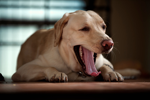 Close up Portrait of a brown - yellow labrador dog sleeping and yawing with isolated background.