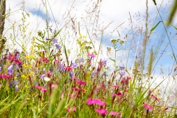 istock Colorful wildflowers in a meadow 1331118555