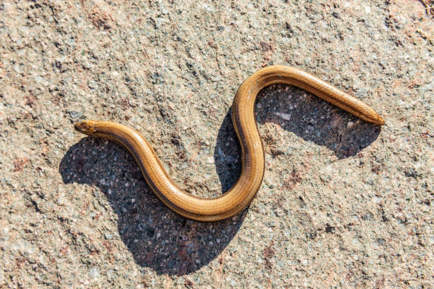 istock Slow worm in green grass in sunlight 1331118598