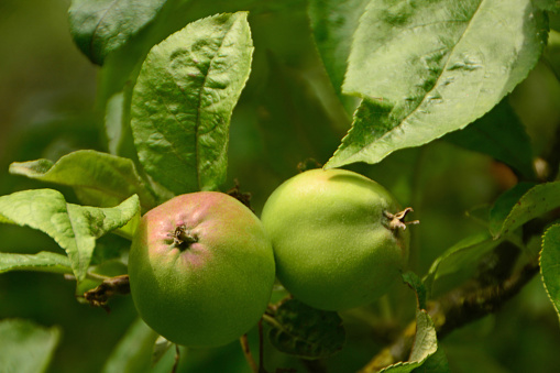 Vegetable garden: close-up of growth and development of two apples.