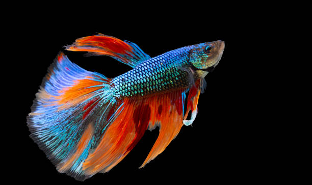istock Rhythmic of Betta fish, siamese fighting fish betta splendens ,isolated on black background. 1331118808