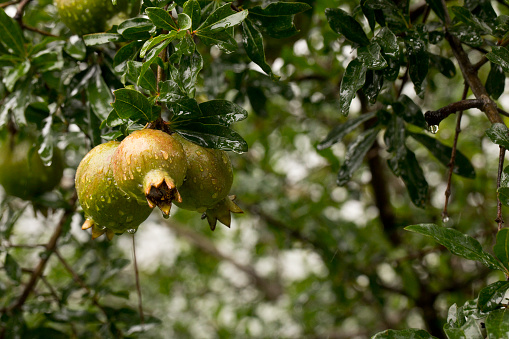 Close up of fresh green pomegranate hanging on tree