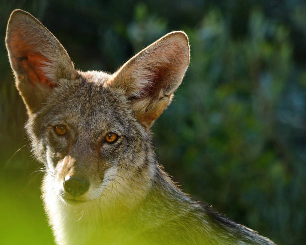 istock Coyote in the Suburbs 1331120438