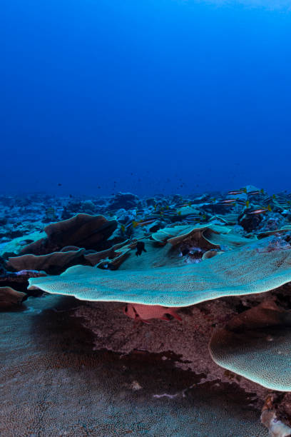 istock Coral reefs in Palau, Micronesia 1331121442