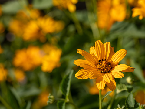 A close up of one yellow Heliopsis helianthoides flower with yellow bed in background with shallow depth of field and copy space, selective focus. Horizontal summer backdrop, side view