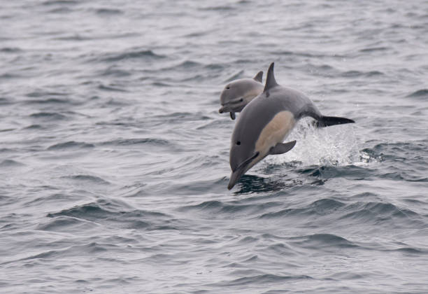 istock Common Dolphin Mother And Baby Jumping 1331122855