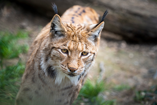 beautiful lynx with pointed hair on its ears in the wilderness looking for prey
