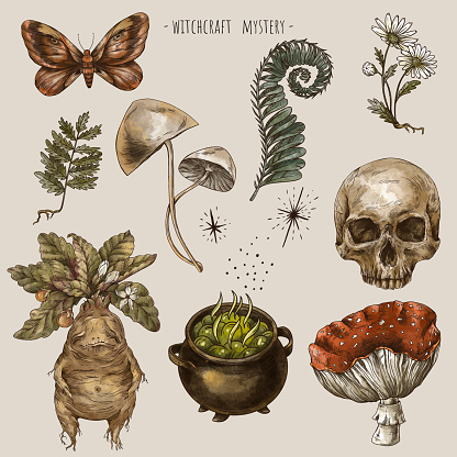 Watercolor set of magic plants, Witchcraft mystery sticker pack. Mandrake root, mushrooms, flowers, chamomile, amanita, fern leaves. Hand-drawn illustration isolated on white background