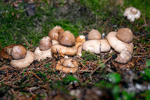Close-up view of a group of mushrooms- earthstar, in natural habitat