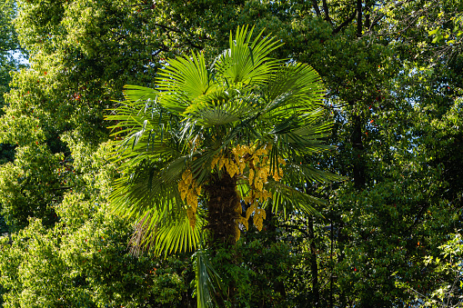 Blooming Chinese windmill palm (Trachycarpus fortunei) or Chusan palm against backdrop of evergreen. Adler Arboretum \
