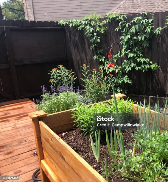 Wooden Raised Bed Herb Garden On A Wooden Deck In Backyard Stock Photo - Download Image Now