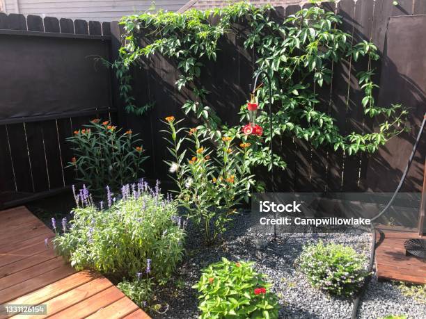 Butterflyhummingbird Plants In A Backyard Garden Stock Photo - Download Image Now - Back Yard, Gravel, Blossom