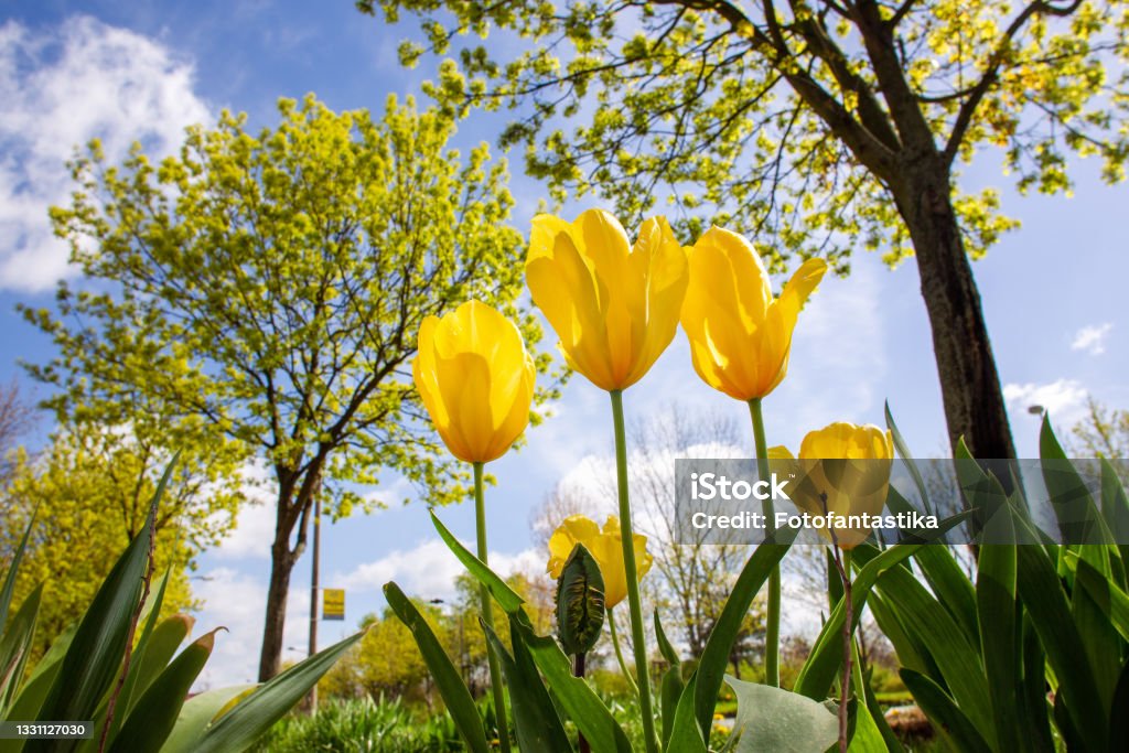 Idyllic view on  yellow tulips in Berlin World Gardens in Marzahn-Hellersdorf  district- fantastic late April in Germany of the world in Marzahn near Berlin :  flower beds and fresh meadows and footpaths in sunbeams April Stock Photo