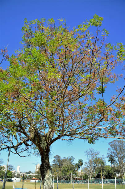istock A melia azedarach tree with fruits on sunny day 1331127284