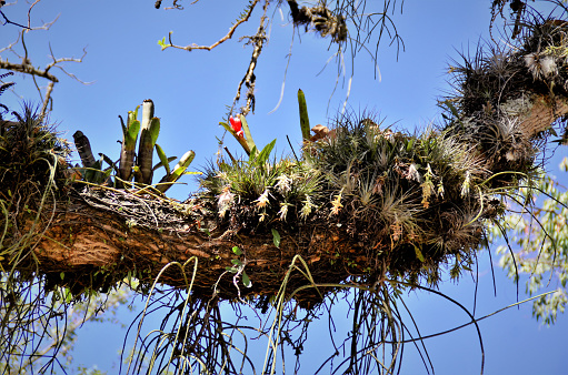 In the park a trunk filled with epiphytes and bromeliads with flower on sunny day