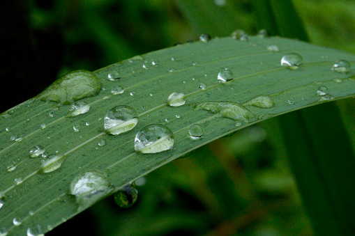 Close up of water drop on leaf